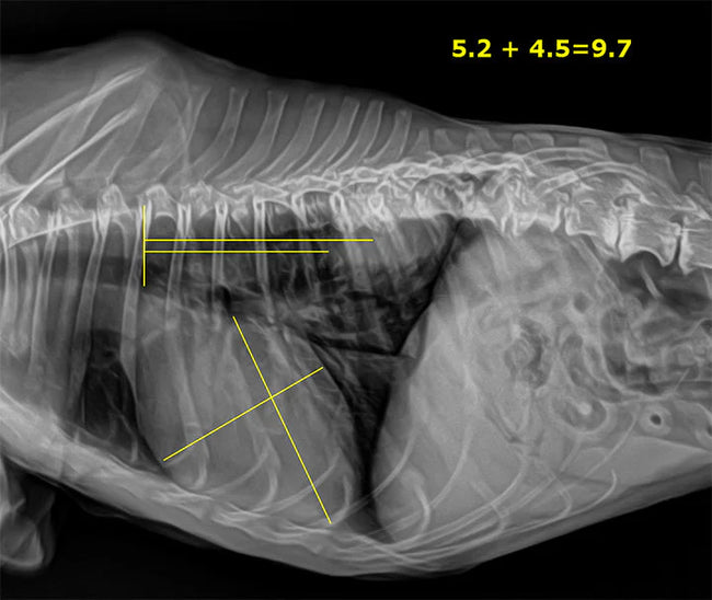 20/20 VFPT Tethered 17x17 DR Veterinary Direct Digital Imaging System - DR Panel