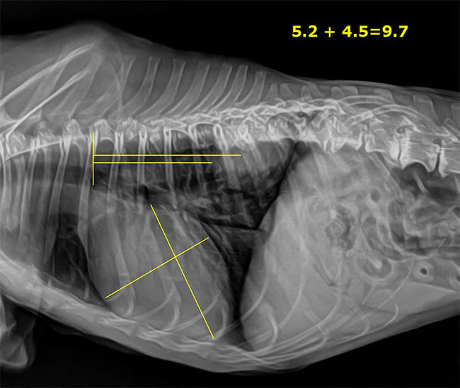 20/20 VFPW Wireless 14x17 Veterinary Direct Digital Imaging System - DR Panel