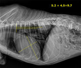 20/20 VFPW Wireless 14x17 Veterinary Direct Digital Imaging System - DR Panel